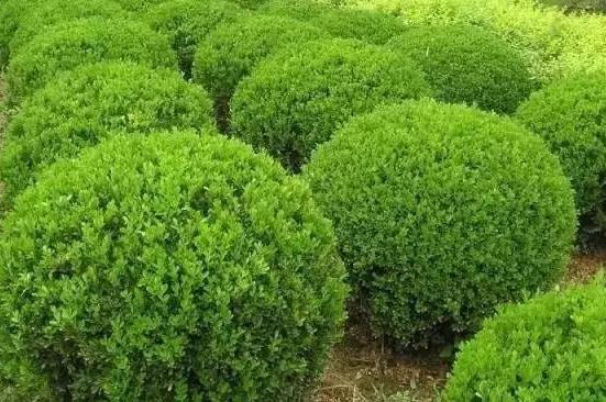 喬、灌木類(lèi)植物的養(yǎng)護(hù)要點(diǎn)，看看凱蒂分享的這6點(diǎn)！