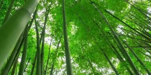 你知道樹木在園林綠化中的分類嗎？