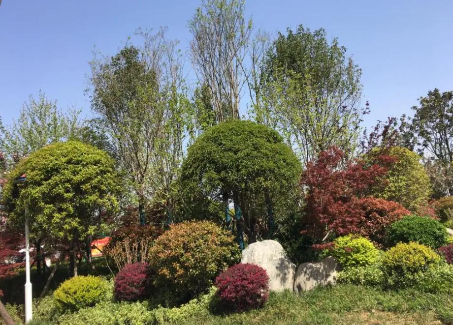 春季氣溫開始回升，襄陽園林綠化公司做好這些養(yǎng)護舉措，苗木來年存活好，長枝快