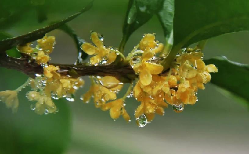 春季桂花移栽修剪有訣竅，襄陽園林綠化公司親傳經(jīng)驗，來年花多枝密長勢好